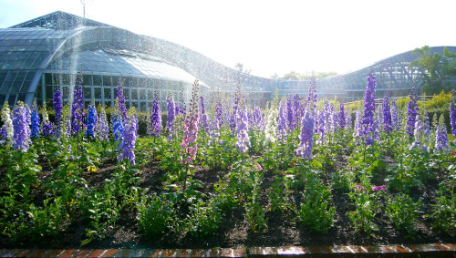 温室を背景に紫色の花が咲いていて、スプリンクラーが作動して水が太陽の光に反射してキラキラしています。京都府立植物園にて撮影。